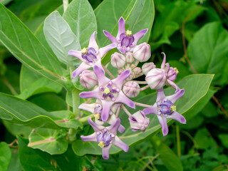 Close up soft purple Crown flower or Giant indian milkweed on tree.