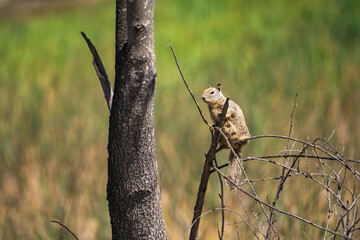 California ground squirrel (Spermophilus beecheyi) sitting on a tree.