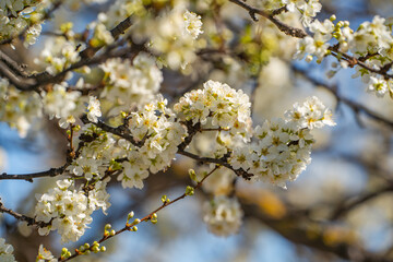 White flowers on apple tree. Blooming apple tree in spring. 