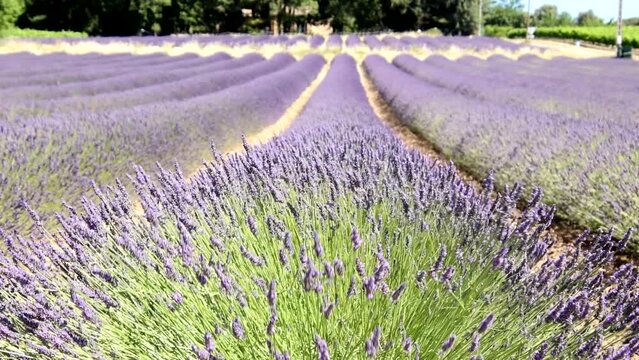 gros plan  de lavande en fleurs