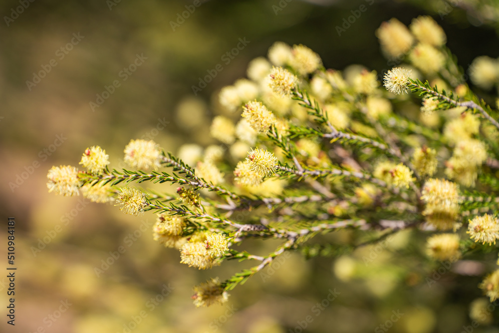 Canvas Prints Yellow flowers of Callistemon sieberi 