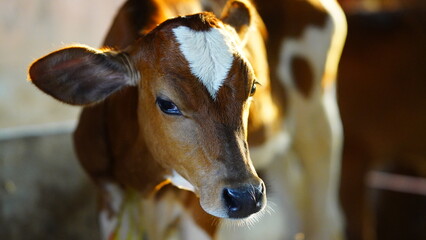 The brown and white cute calf. © FireFXStudio