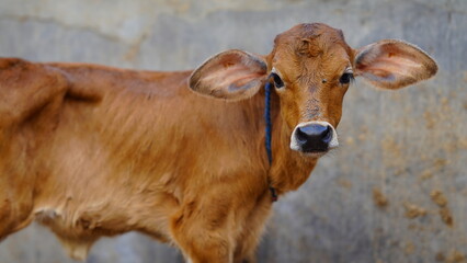 The brown cute calf.