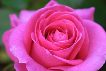 Pink rosebud macro closeup. Fresh rose flower pastel rose colour. Defocused nature background, selective focus. Close-up of rose petals