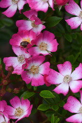 ピンク色のバラ