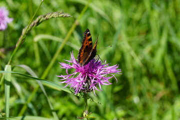 Small tortoiseshell (Aglais urticae), family Nymphalidae on red-purple flowers of greater knapweed (Centaurea scabiosa), family Asteraceae. Blurred tall grass in the verge. June, Netherlands.