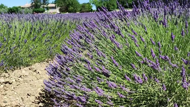 champs  de lavande en fleurs