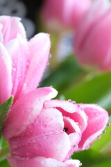Pink color tulip closeup with dew drops, selective focus. Bouquet of pink tulips on a light background. Flower softly moving on the wind
