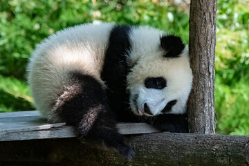 A giant panda, a cute baby panda napping, funny animal