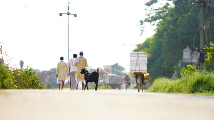 black goat on street image