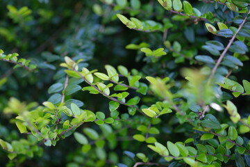 Fototapeta na wymiar Defocused nature foliage green background. Green leaves close up selective focus.