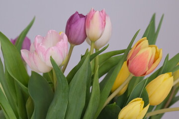 Multicolored bunch of tulip flowers close-up, selective focus. Defocused nature background. Tulip bouquet with different pastel color flowers.
