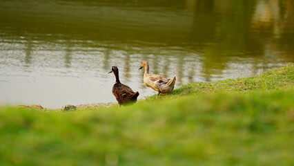 black and white swan on grass