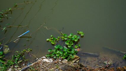 snake in the water image
