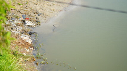 snake in the water image