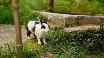 Naklejka premium cute rabbit in the grass