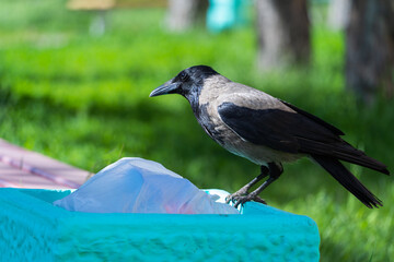 A gray crow sits on a trash can in the park. Close-up portrait of a bird. Pollution of the environment and the natural habitat of birds and animals.