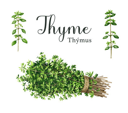 Thyme herb bunch with a rope, stems with leaves elements. Watercolor illustration. Hand drawn organic green fresh medicine plant bunch and stems. Thyme aromatic herb cooking, aromatherapy element