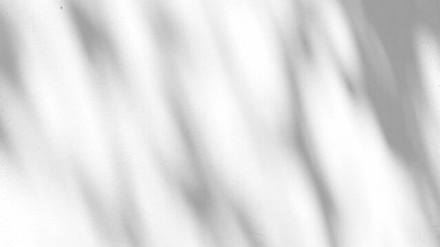 Closeup branch tree leaves silhouette shadow motion on wall, abstract background