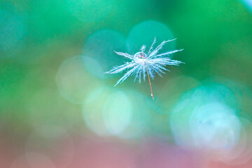 Macro closeup of flying dandelion seed with the dew drop on the head with delicate blurred multi-coloured bokeh background. Detail shot of close up parachute of a dandelion on defocused background.
