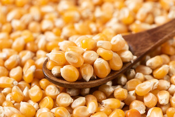 dry corn in wooden spoon texture background.