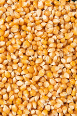 close up of dry corn texture background.