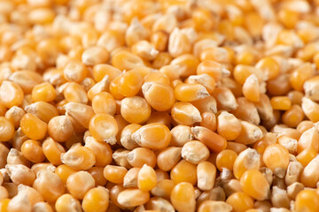 close up of dry corn texture background.