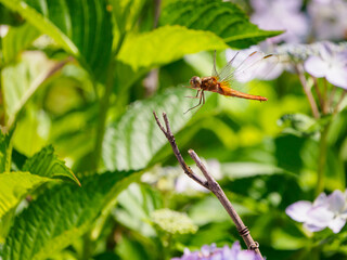 梅雨の晴れ間のトンボ