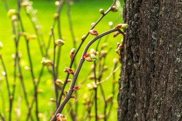Spring Branch, Young Tree Leaves