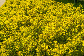Green Leaf Texture Background