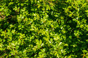 Green Leaf Texture Background
