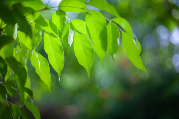 green leaves in the forest