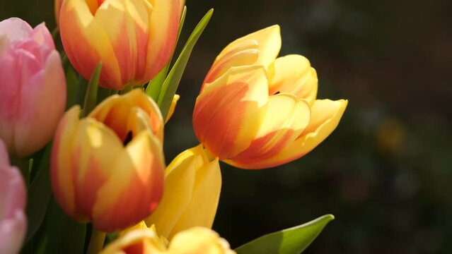 Yellow and red tulip flowers close up, selective focus. Macro defocused nature background of tulips