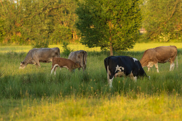 Fototapeta premium Eine Kuhherde bei Sonnenuntergang auf der Weide