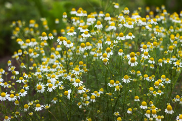 Flowering chamomile in the garden. White little chamomile flowers, background