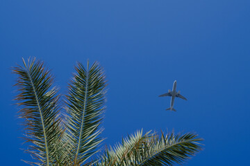  plane flies past a palm tree in the blue sky