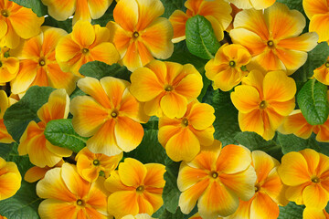 Obraz premium Seamless floral pattern with yellow violets.