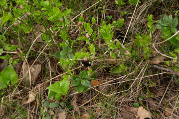 blueberries flowering in the forest