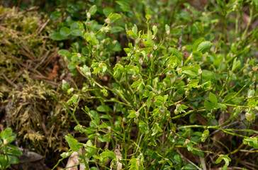 blueberries flowering in the forest