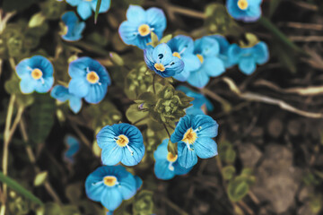 Little Veronica peduncularis Georgia blue flowers growing in summer meadow, selective focus
