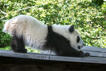 A giant panda, a cute baby panda stretching after a nap, funny animal