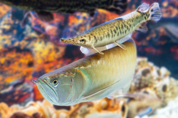 Arowana fish and armored pike swim in the aquarium