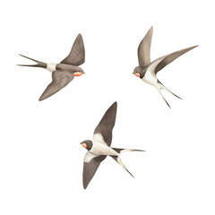 Watercolor flying swallow illustration. Hand painted clipart set isolated on white background. For posters, prints, cards, background