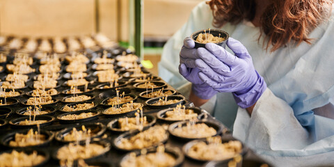 Close up of woman hands in garden gloves holding plastic container with plant sprouts growing in soil sponge plug. Female gardener standing by shelf with seedling trays in greenhouse.