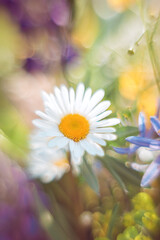 Camomile macro on a blurred background. Summer floral background in pastel colors