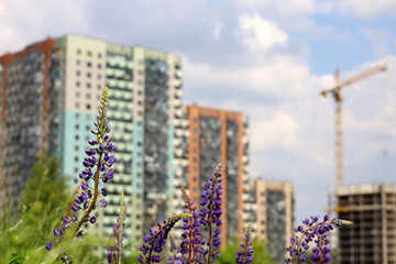 Lupine flowers against new residential buildings and construction crane. Summer meadow, concept of...