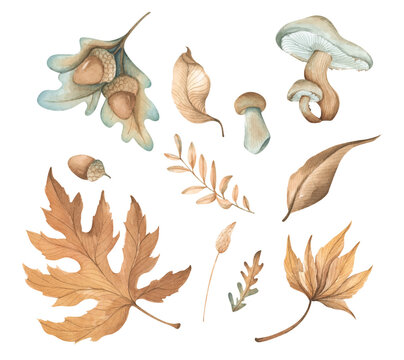 Set of watercolor autumn plants: leaves, mushroom and acorns. Isolated on a white background.