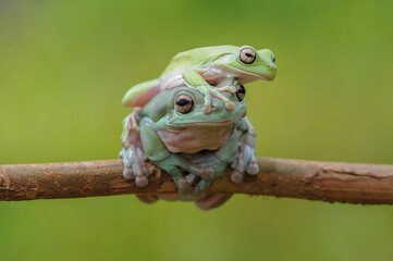 frog on a branch, tree frog, dumpy frog,