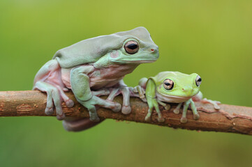 Fototapeta premium frog on a branch, tree frog, dumpy frog,