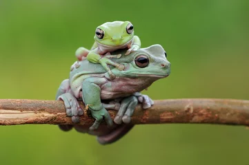 Foto op Plexiglas frog on a branch, tree frog, dumpy frog, © andri_priyadi
